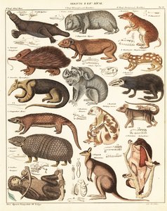 Variétés de marsupiaux (lithographie) - Unbekannter Künstler