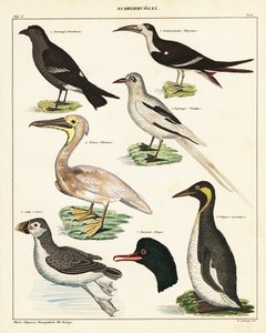 Variétés d