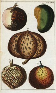 Variétés de fruits tropicaux