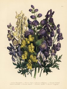 Aconit à feuilles variées, Aconitum heterophyllum, aconit jaune, A. anthora, aconit jaune pâle, A. ochroleucumum, aconit pourpre des Carpates, aconit paniculé, A. paniculatum, A. versicolor, aconit commun, A. napellus, et A. variegatum - Unbekannter Künstler