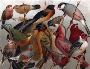 Oiseaux divers, c.1900