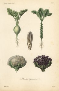 Plantes légumières - Unbekannt