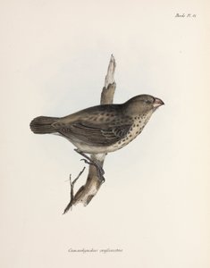 Pinson végétarien, îles Galápagos, vers 1832-1836