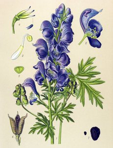 Plante vénéneuse (toxique) et médicinale : Aconit napel (Aconitum napellus) - Unbekannter Künstler
