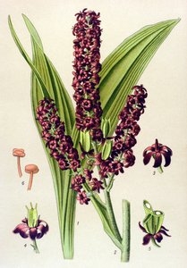 Plante vénéneuse : vératre noir (Veratrum nigrum) - Unbekannter Künstler