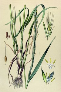 Plante vénéneuse (toxique) : ivraie enivrante (Lolium temulentum) - Unbekannter Künstler