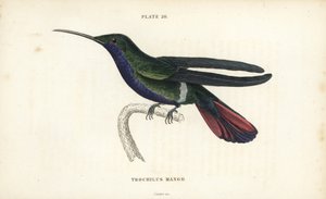 Mango de Veragua, Anthracothorax veraguensis (Colibri mango, Trochilus mango). Gravure sur acier colorée par William Lizars de la Naturalist