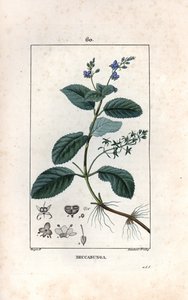 Véronique des ruisseaux ou cresson de cheval ou salade de chouette - Gravure par Lambert fils, d