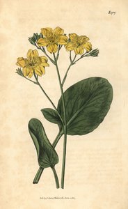 Villardie - Villarsia ovata (Trèfle d