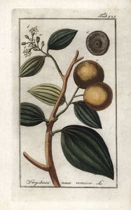 Vomiquier (Strychnis nux-vomica) - Unbekannter Künstler