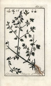 Vulvaire (Chenopodium vulvaria). Lithographie de « Afbeelding der Artseny-Gewassen » par Johannes Zorn (1739-1799), Pays-Bas - Unbekannter Künstler