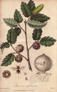 Chêne de Galles (Quercus infectoria) - Illustration de “Botanique médicale, description des plantes médicinales de Londres, Édimbourg et Dublin” par John Stephenson et James Morss Churchill - Unbekannter Künstler