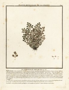 Rue des murailles, Asplenium ruta-muraria - Unbekannter Künstler