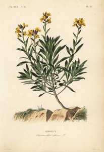 Giroflée, Erysimum cheiri