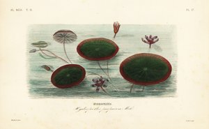 Hydropeltis, Brasenia schreberi - Unbekannt