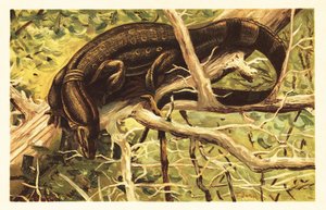 Varan malais, Varanus salvator - Unbekannter Künstler