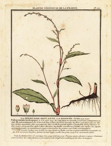 Renouée poivre d