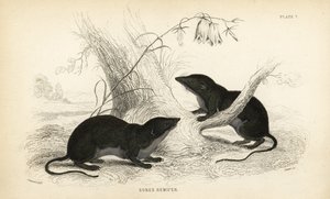 Musaraigne aquatique, Neomys fodiens (Sorex remifer, Sorex fodiens)