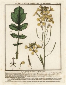 Roquette cresson, Erucastrum nasturtiifolium