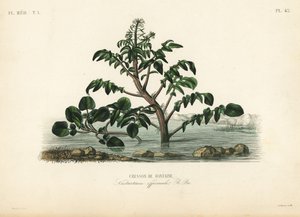 Cresson de fontaine, Nasturtium officinale - Unbekannt