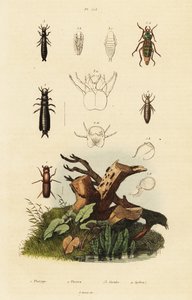 Charançon et carabes