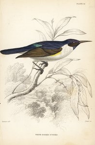 Souimanga à dos violet occidental, Anthreptes longuemarei (Souimanga à corps blanc, Anthreptes leucosoma). Gravure sur acier coloriée à la main par William Lizars d
