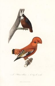 Fourmilier à plumes blanches et coq-de-roche de Guyane - Unbekannter Künstler