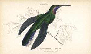 Colibri à queue blanche, Campylopterus ensipennis (Colibri à gorge bleue, Trochilus latipennis). Gravure sur acier colorée par William Lizars de la Naturalist