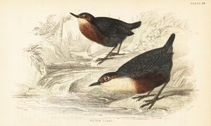 Cincle plongeur, Cinclus cinclus