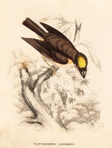 Platyrhynque à gorge blanche, Platyrinchus mystaceus. Gravure à l