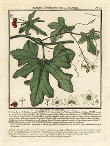 Bryone blanche, Bryonia alba - Unbekannter Künstler