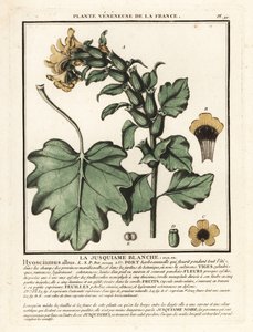 Jusquiame blanche, Hyoscyamus albus - Unbekannter Künstler