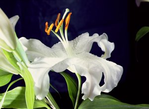 Lys blanc