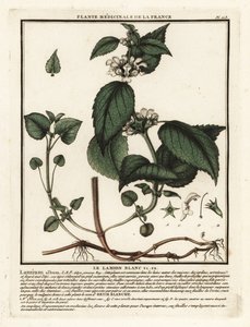 Lamier blanc, Lamium album - Unbekannter Künstler
