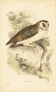 Chouette effraie ou effraie des clochers, Tyto alba, perchée sur un rocher - Unbekannter Künstler