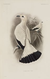 Pigeon blanc
