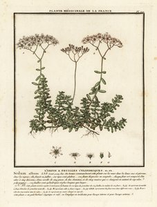 Orpin blanc, Sedum album