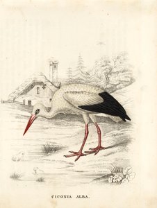 Cigogne blanche, Ciconia ciconia (Ciconia alba). Gravure sur acier colorée à la main de la Galerie d