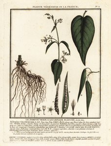 Dompte-venin blanc, Vincetoxicum hirundinaria - Unbekannter Künstler