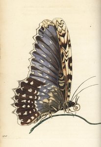 Papillon sorcière blanche, Thysania agrippina (papillon Agrippina, Phalaena agrippina). Illustration dessinée et gravée par Richard Polydore Nodder d
