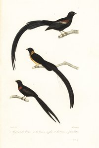 Veuves et oiseaux veuves