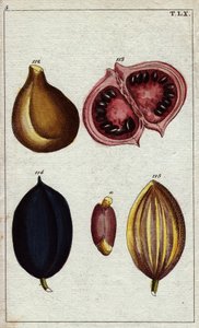 Amande sauvage, calaba et noix. Amandes sauvages, calaba, kamani, noix de ben