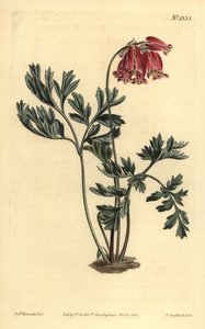 Cœur saignant sauvage, Dicentra formosa - Unbekannt
