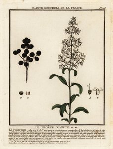 Troène commun, Ligustrum vulgare - Unbekannter Künstler
