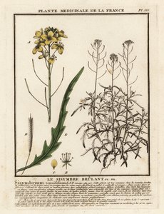 Roquette sauvage, Diplotaxis tenuifolia