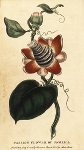 Passiflore à tige ailée, Passiflora elata (gravure) - Unbekannter Künstler