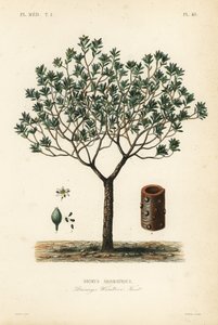Drimys aromatique, Drimys winteri - Unbekannt