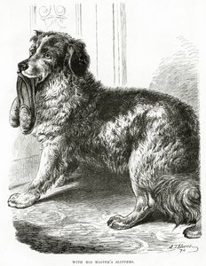 Avec les pantoufles de son maître 1902 - Unbekannt