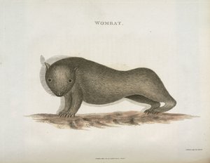 Wombat, Australie, vers 1798 - Unbekannt
