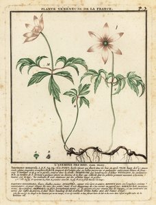 Anémone des bois, Anemone nemorosa - Unbekannter Künstler